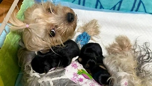 В Москве ветеринары спасли йоркшира Мишу с тяжёлыми осложнениями после родов