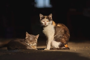 Ветеринар объяснил введение запрета на кормление бездомных животных у больниц и школ