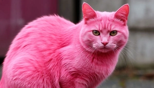 В Бразилии «розовую пантеру» спасли от хозяйки-наркоманки