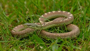 Никаких народных методов! Россиянам разъяснили порядок действий при укусе гадюки