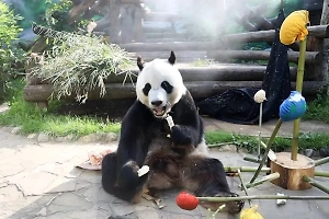Московский зоопарк поздравил панду Жуи с днём рождения, подготовив сюрприз