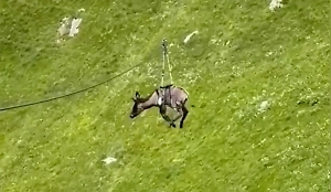Дагестанский блогер прокатил осла на зиплайне и вогнал в ступор МВД