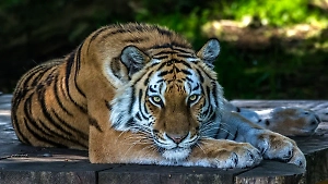 Угроза вымирания амурского тигра в России устранена 