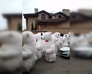 Блогеры устроили Арктику в Подмосковье, заказав на день рождения сотню белых медведей