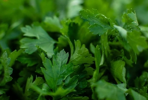 Чересчур бдительная россиянка перепутала петрушку с коноплёй и сдала соседа полиции