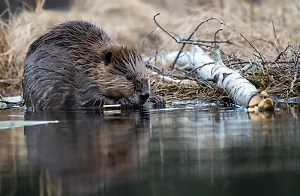 На бобров свалили вину в затоплении шахты, фабрики и туристической базы в Румынии