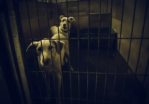 Кости и опарыши: «Концлагерь» с останками животных нашли в квартире подростка в Приморье