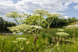 Россиянам объяснили, какие штрафы могут грозить за борщевик на даче