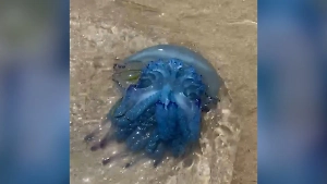 Опасные медузы заполонили побережье Туниса, сорвав отдых российских туристов