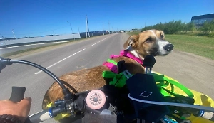 Их сдружила колбаса: Путешественник из Иркутска подобрал собаку, которая бежала за ним 10 км