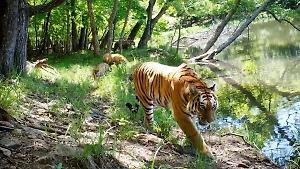 «Три маминых проказника»: Тигрица с тигрятами устроила грязевые ванны в Приморье