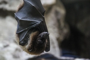 Жуткая боль, паралич, конвульсии: Мужчина умер от редкого вируса после укуса летучей мыши