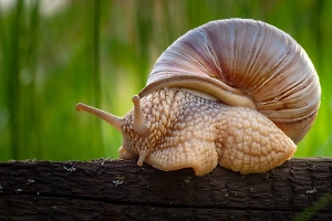 Собирать и сжигать: Life.ru узнал у биолога, как избавиться от нашествия улиток на даче