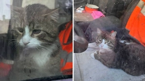 «Малыш, мяу-мяу»: Хозяин запер кота в машине на три месяца из-за болезней животного
