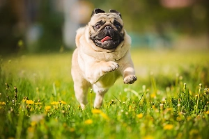 Мопс: всё о собаке, описание породы, характер, сколько стоит щенок

