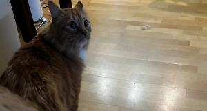 Появилось видео адской тряски из камчатской квартиры во время землетрясения