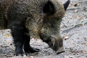 Эстонцы захотели кормить ВСУ консервами из диких кабанов, которых убили в рамках борьбы с чумой