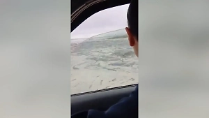 Двое в «лодке», не считая собаки: Цунами под Камчаткой загнало рыбаков в ловушку