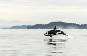 Стали ещё опаснее: Киты-убийцы научились применять жестокую технику охоты 