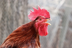 На Бали петух смертельно ранил зрителя во время боя