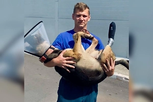 Раненый пёс пришёл к воротам спасателей в Подмосковье и стал членом большой семьи