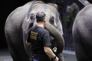 Наши слоны: Аскольд Запашный оценил подарок Путину от Лаоса
