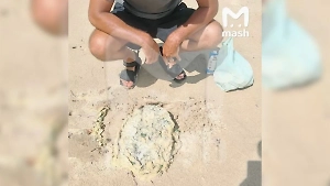 Российские туристы нашли на Пхукете 7 кг рвоты кашалота, которая стоит бешеных денег