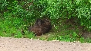 Медвежонок три дня не отходил от матери после её гибели на трассе под Иркутском