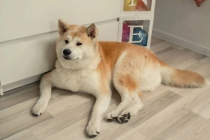 Акита-ину прогрызла ребёнку голову в Подмосковье