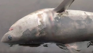 На берег Курильских островов выбросило крупную акулу 