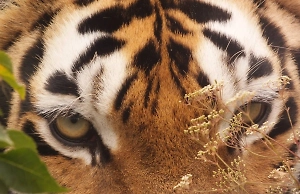 Рычим от счастья: Амурская тигрица из «Тайгана» принесла тройное потомство