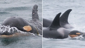 На Камчатке новорождённый зубатик косатки задыхается из-за затянутой верёвки