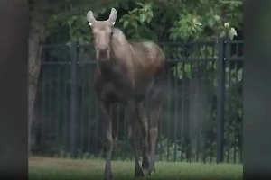 «‎Уже не знает, что придумать»: Захарова узнала Зеленского в гуляющем по Аляске лосе