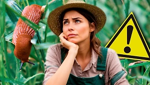 Испанские слизни: как выглядят, почему их стало так много в России и как с ними бороться