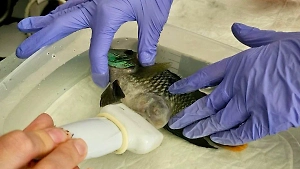 Прорыв в ветеринарии: В российском городе впервые прооперировали аквариумную рыбу