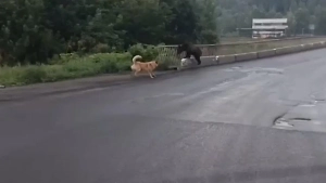 Косолапый гость из тайги: Медвежонок и щенок устроили перепалку в кузбасском городе