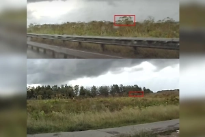 Нейросеть научилась находить борщевик с точностью до 90%