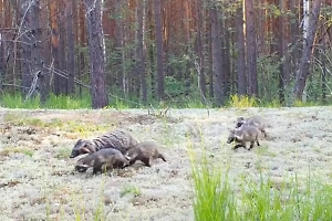 Фотоловушка в Нижегородской области сняла летние хлопоты семьи енотовидных собак