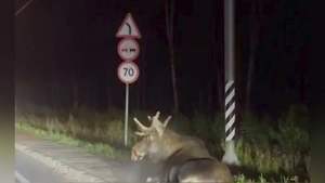 Лежит с подогнутыми лапами: ДТП с лосем в Химках встревожило местных жителей