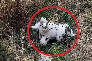 ВСУ дроном подбросили заминированную плюшевую игрушку в харьковском Гракове