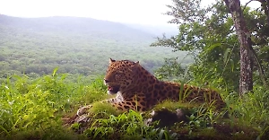 Чилл у фотоловушки: Опубликованы редкие кадры отдыха дальневосточного леопарда