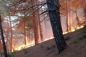 Не переживайте: В АТОР рассказали о состоянии туристов после пожара на Кубани