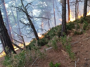Площадь пожара в Геленджике выросла в четыре раза