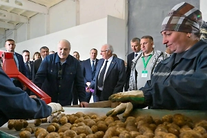 «Собрал 10 корзин»: Лукашенко показал, какую картошку он подарит лидерам ШОС в Китае