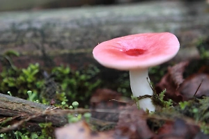 Россиян предупредили о миллионных штрафах за сбор некоторых грибов