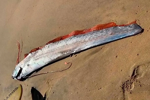 Двух «рыб Cудного дня» нашли на берегу Мексики за день до камчатского землетрясения