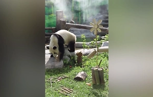 Игрушку изучила и полдник получила: Панде Катюше вручили новый сюрприз ко дню рождения