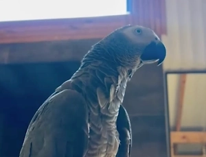 В Сочи украли «гурмана»-попугая Эйву: птица любит сыр и просекко, но будет сильно скучать по дому
