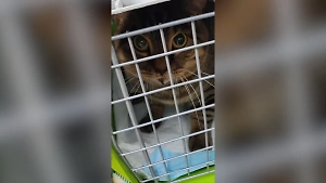 Живодёр сбросил кота с пятого этажа дома в Ангарске