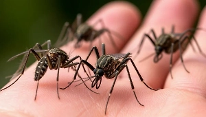 Отдохнувшая на Шри-Ланке россиянка три месяца борется с последствиями лихорадки чикунгунья